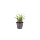 Carex Morrowii – 60 Pflanzen ↕ 10–25 cm hoch ⟷ 9 cm Topf