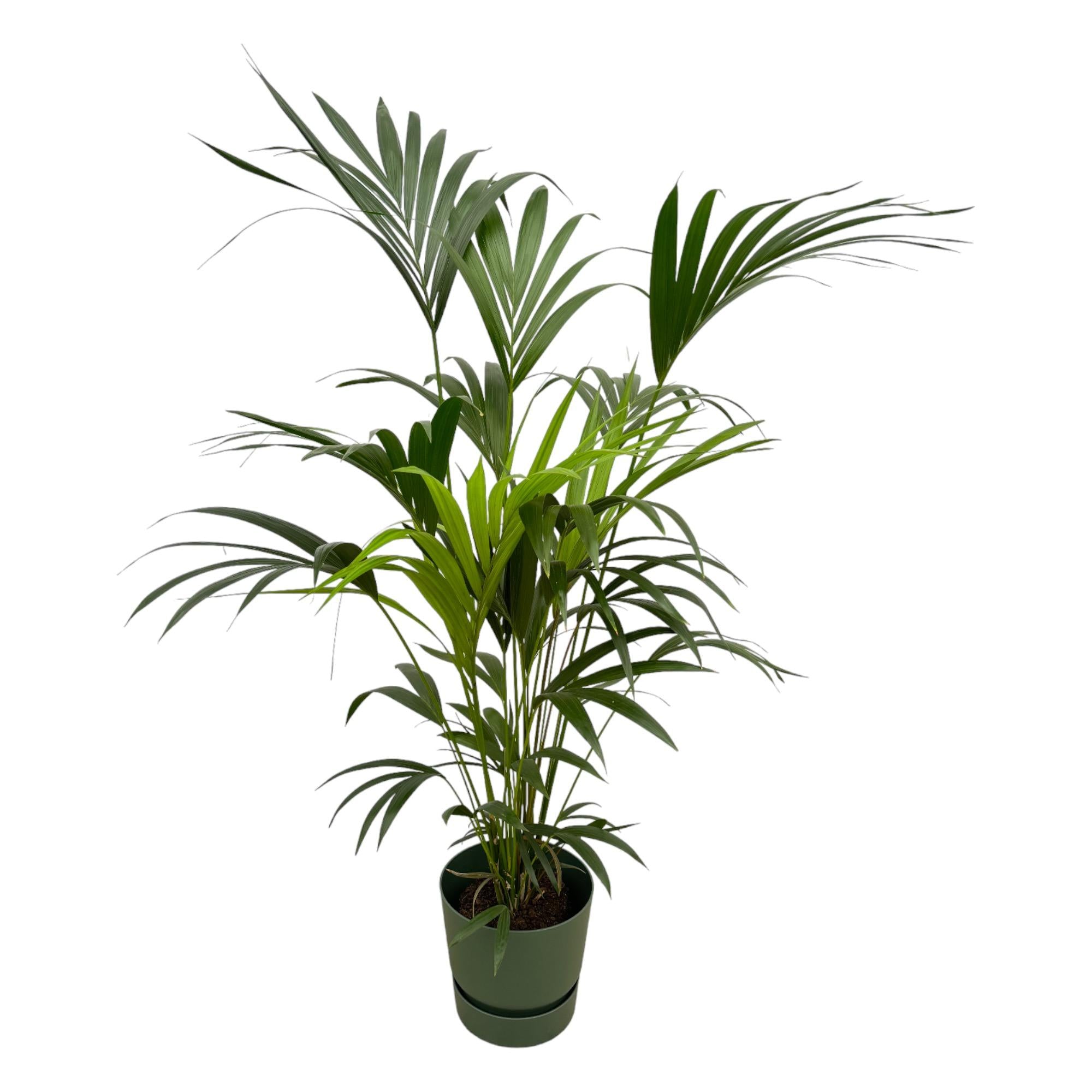 Kentia palm in Elho pot - Greenville Round groen ↕ 160 cm hoog  ⟷ 30 cm pot