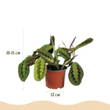 Maranta Fascinator Tricolour - 4 Planten in witte pot