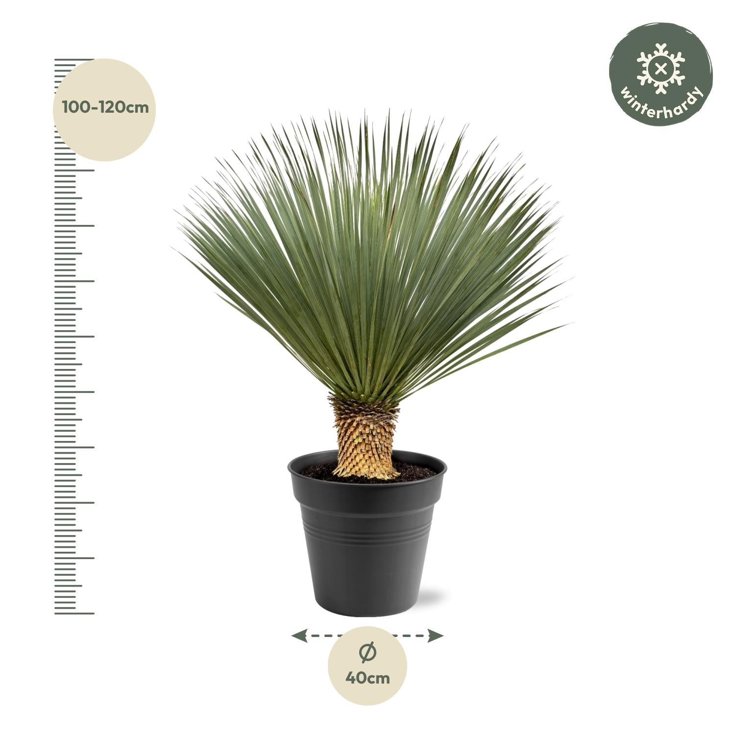 Yucca Rostrata ↕ 100 cm hoch ⟷ 40 cm Topf