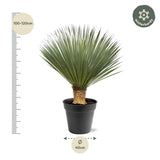 Yucca Rostrata ↕ 100 cm hoch ⟷ 40 cm Topf