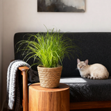 Cyperus alternifolius Zumula – 4 Pflanzen mit Korb