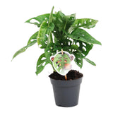 Monstera Obliqua 'Monkey Leaf' ↕ 25 cm de alto ⟷ maceta de 12 cm