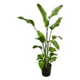 Strelitzia Nicolai in Elho pot - Greenville Round zwart ↕ 180 cm hoog  ⟷ 30 cm pot
