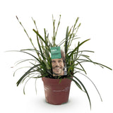 Carex Oshimensis Intense Green - 1 Planta ↕ 50 cm de alto ⟷ maceta de 17 cm