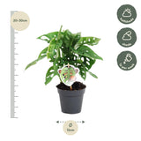 Monstera Obliqua 'Monkey Leaf' ↕ 25 cm de alto ⟷ maceta de 12 cm
