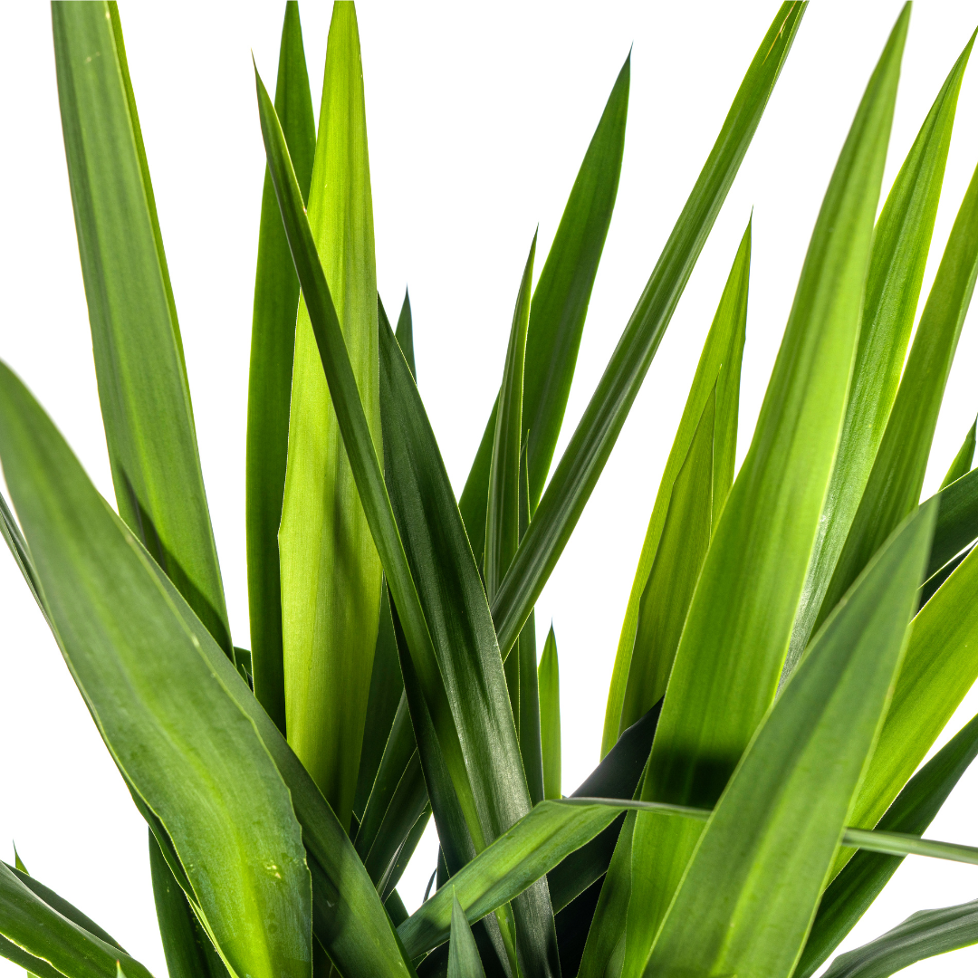 Yucca Elephantipes ↕ 150 cm hoog  ⟷ 27 cm pot