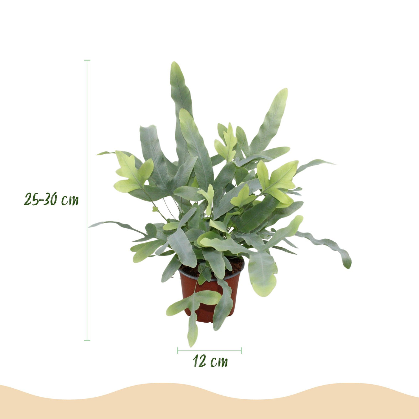 Phlebodium aureum Blue Star – 4 Pflanzen mit grauem Topf