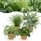 Chlorophytum - Cyperus - Phlebodium - Marantha - 4 Pflanzen mit Korb