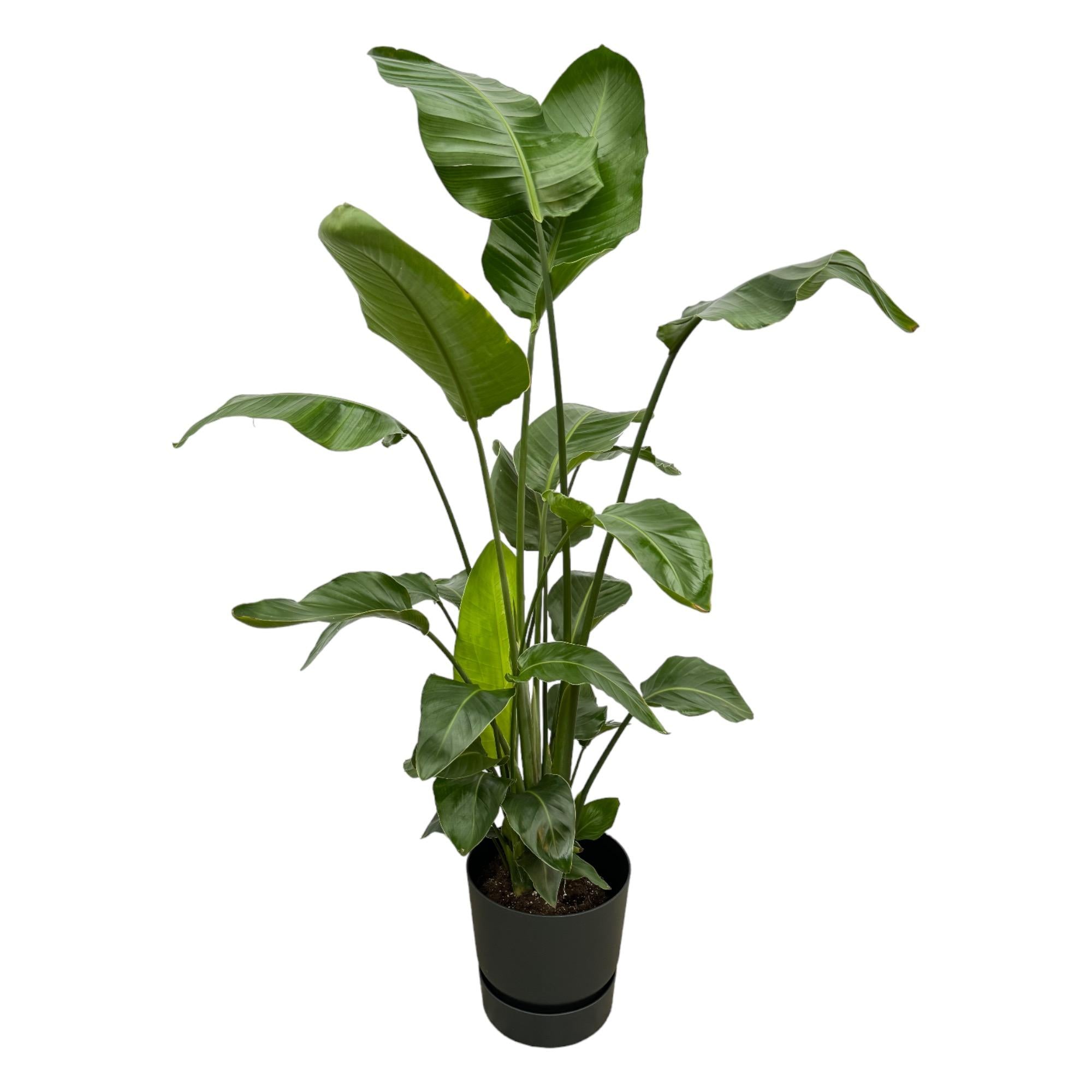 Strelitzia Nicolai in Elho pot - Greenville Round zwart ↕ 160 cm hoog  ⟷ 30 cm pot