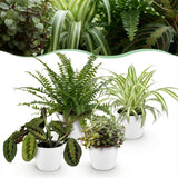 Chlorophytum - Maranta - Calissia - Nephrolepsis - 4 Planten in witte pot