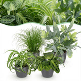 Chlorophytum - Cyperus - Phlebodium - Marantha - 4 Pflanzen im grauen Topf