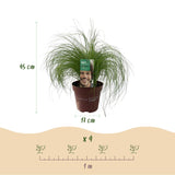 Stipa Tenuifolia Pony Tails - 4 Pflanzen ↕ 50 cm hoch ⟷ 17 cm Topf