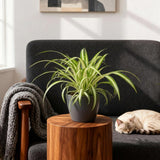 Chlorophytum Comosum Variegatum – 4 Pflanzen mit grauem Topf