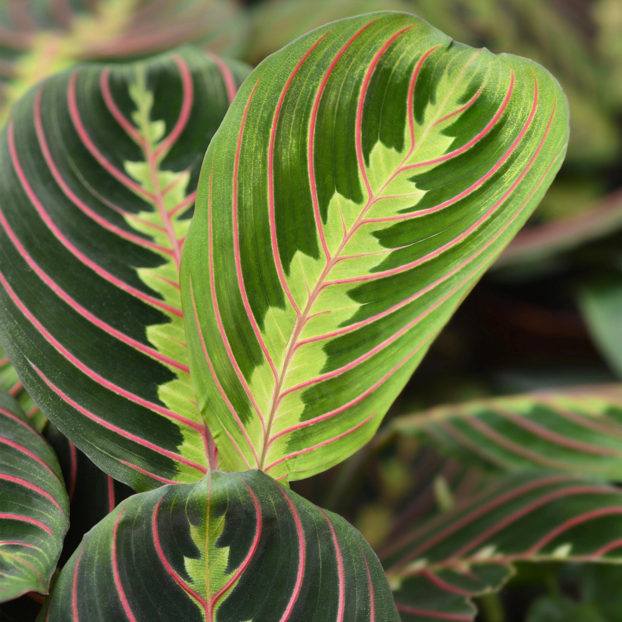 Maranta Fascinator Tricolour - 4 Planten in witte pot