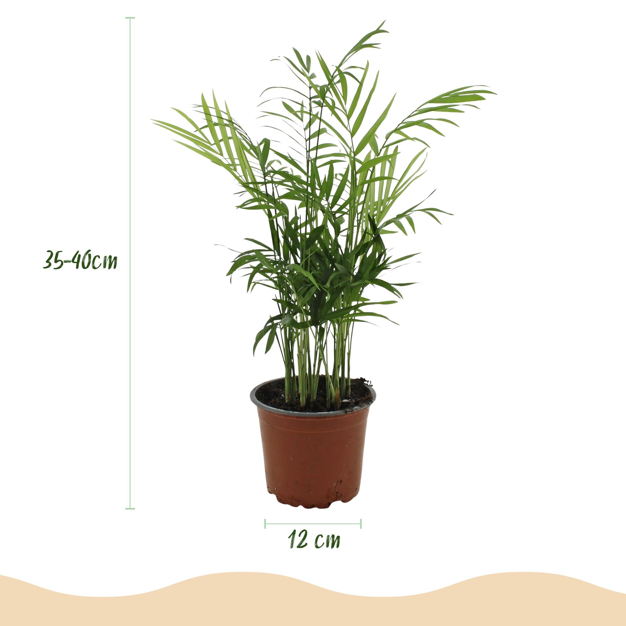 Chamaedorea elegans - 4 Pflanzen mit Korb