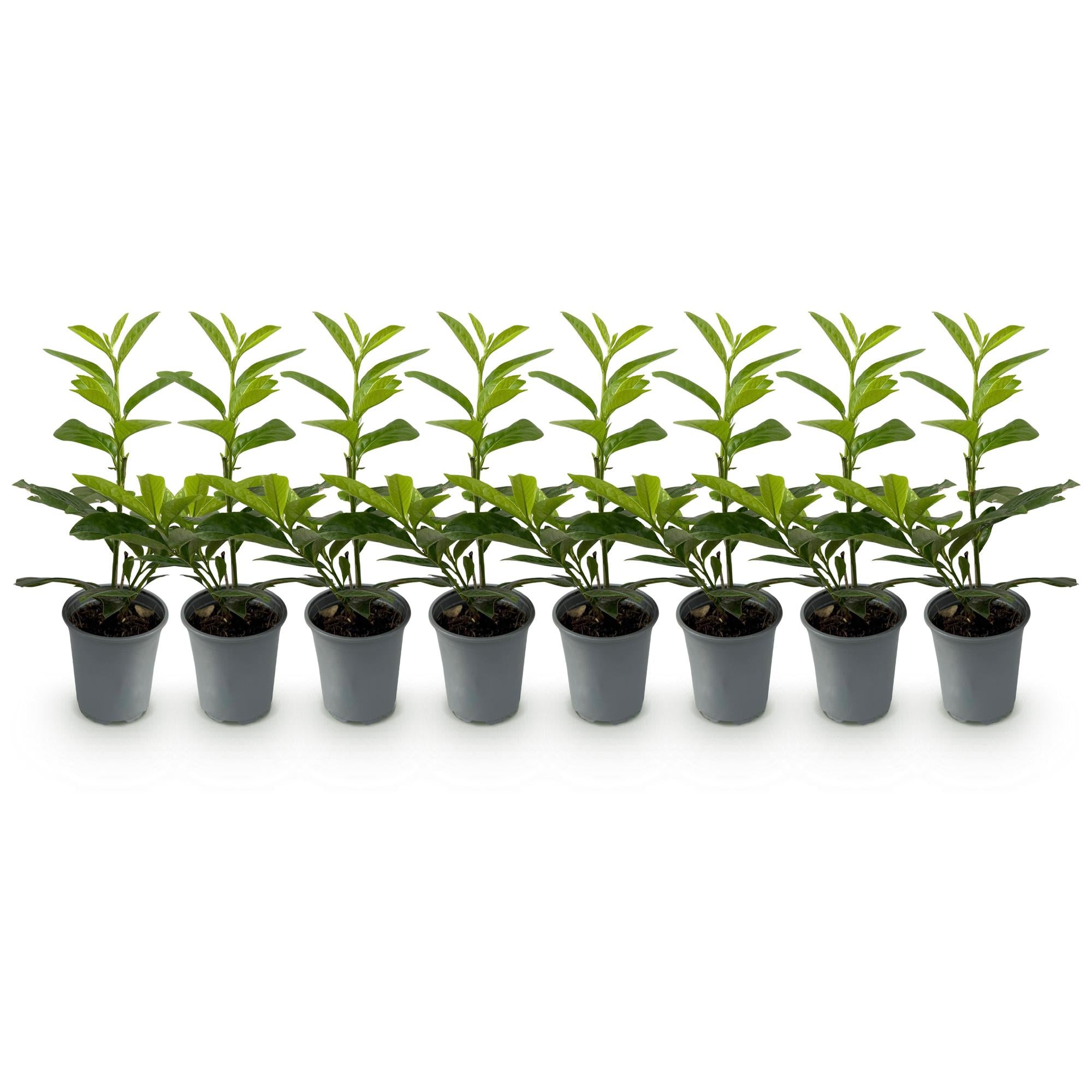 Haagplanten - Prunus laurocerasus Novita - blad groen - 8 planten - 1 strekkende meter - groenblijvend - pot 9cm hoogte 30-35cm
