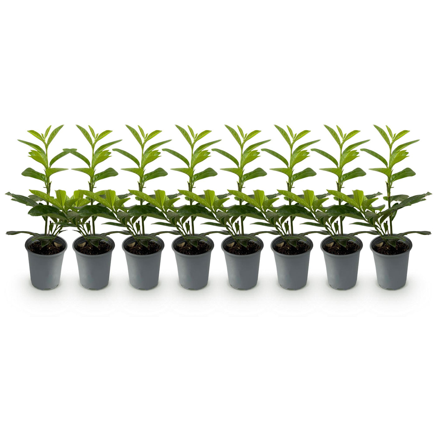 Haagplanten - Prunus laurocerasus Novita - blad groen - 8 planten - 1 strekkende meter - groenblijvend - pot 9cm hoogte 30-35cm