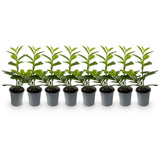 Haagplanten - Prunus laurocerasus Novita - blad groen - 8 planten - 1 strekkende meter - groenblijvend - pot 9cm hoogte 30-35cm