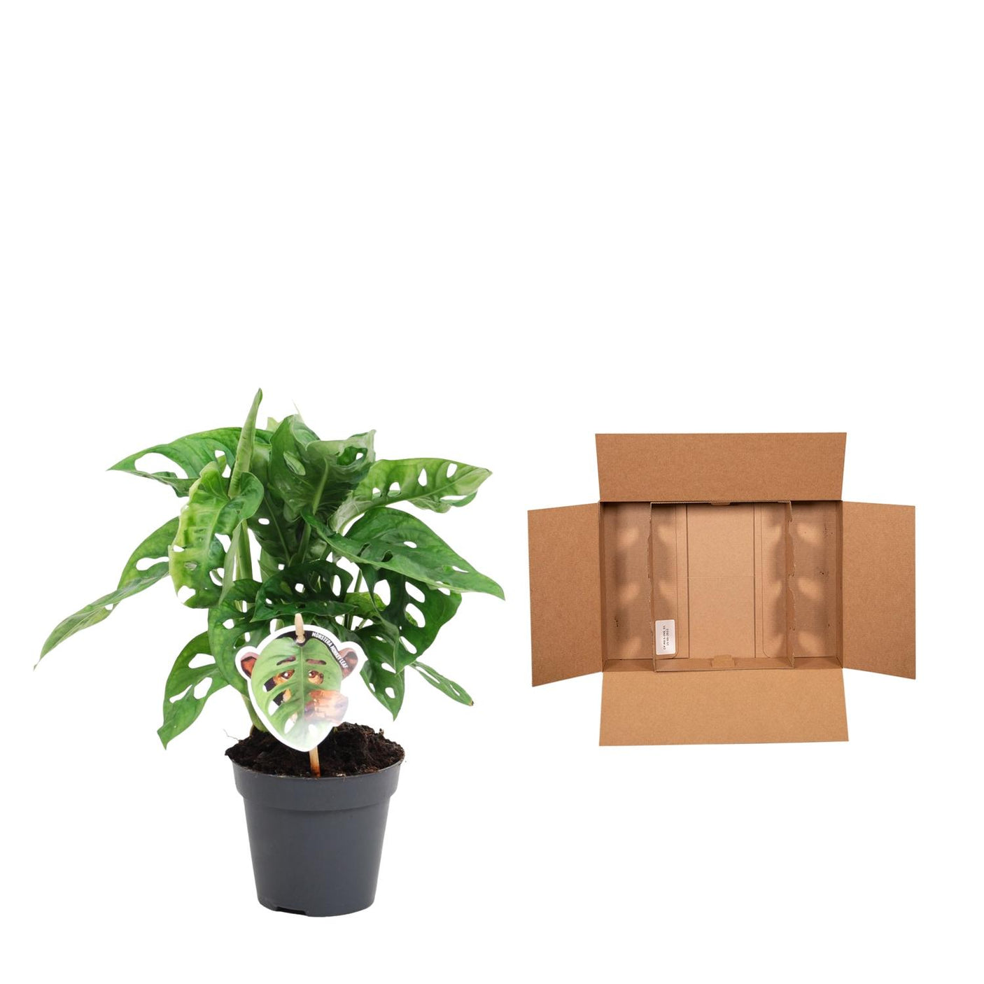 Monstera Obliqua 'Monkey Leaf' ↕ 25 cm de alto ⟷ maceta de 12 cm
