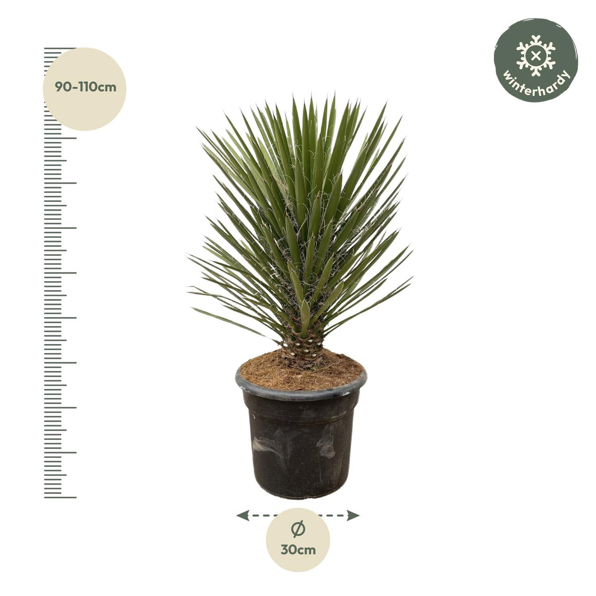 Yucca Filifera Australis ↕ 120cm hoog  ⟷ 30 cm pot