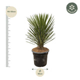 Yucca Filifera Australis ↕ 120cm hoog  ⟷ 30 cm pot