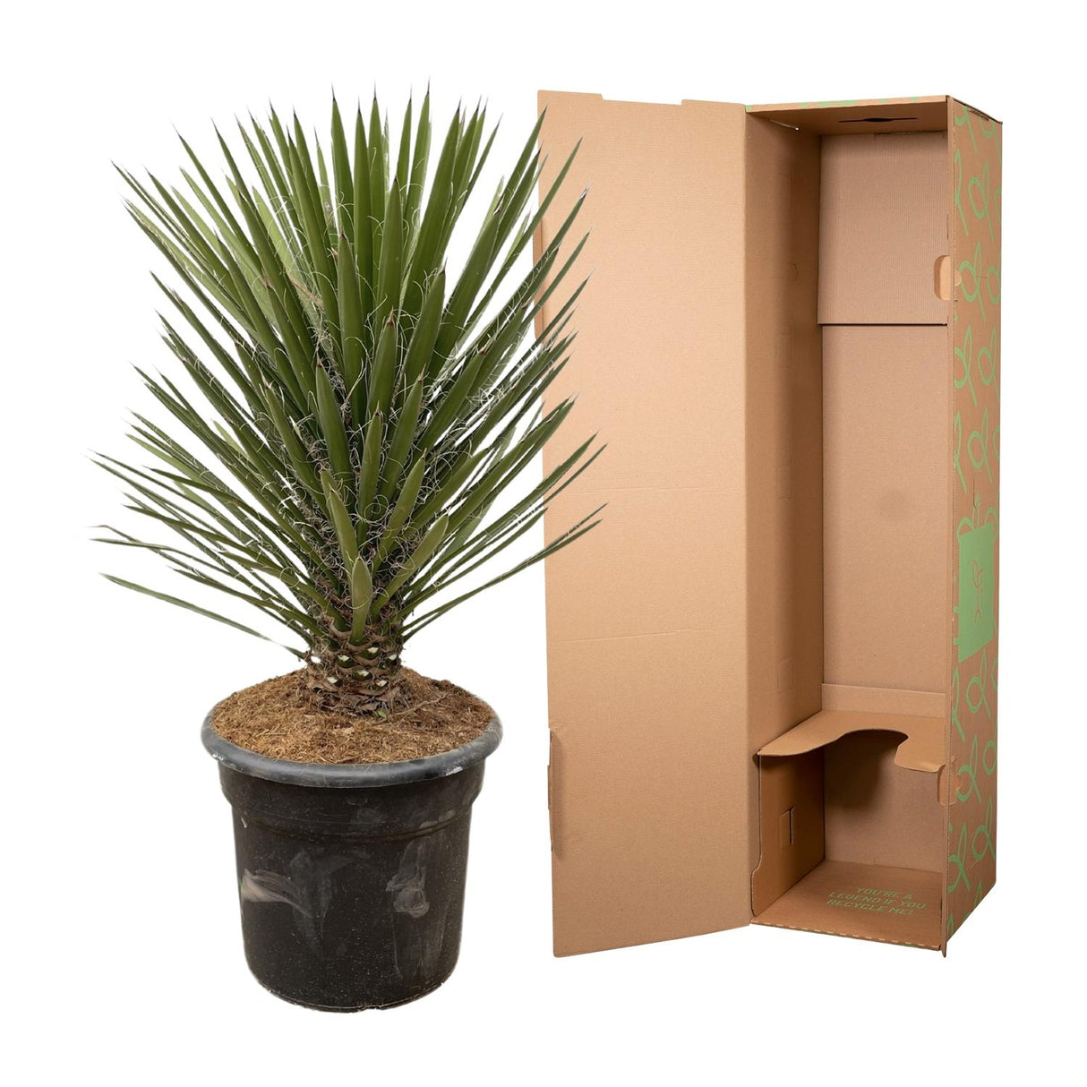 Yucca Filifera Australis ↕ 120cm hoog  ⟷ 30 cm pot