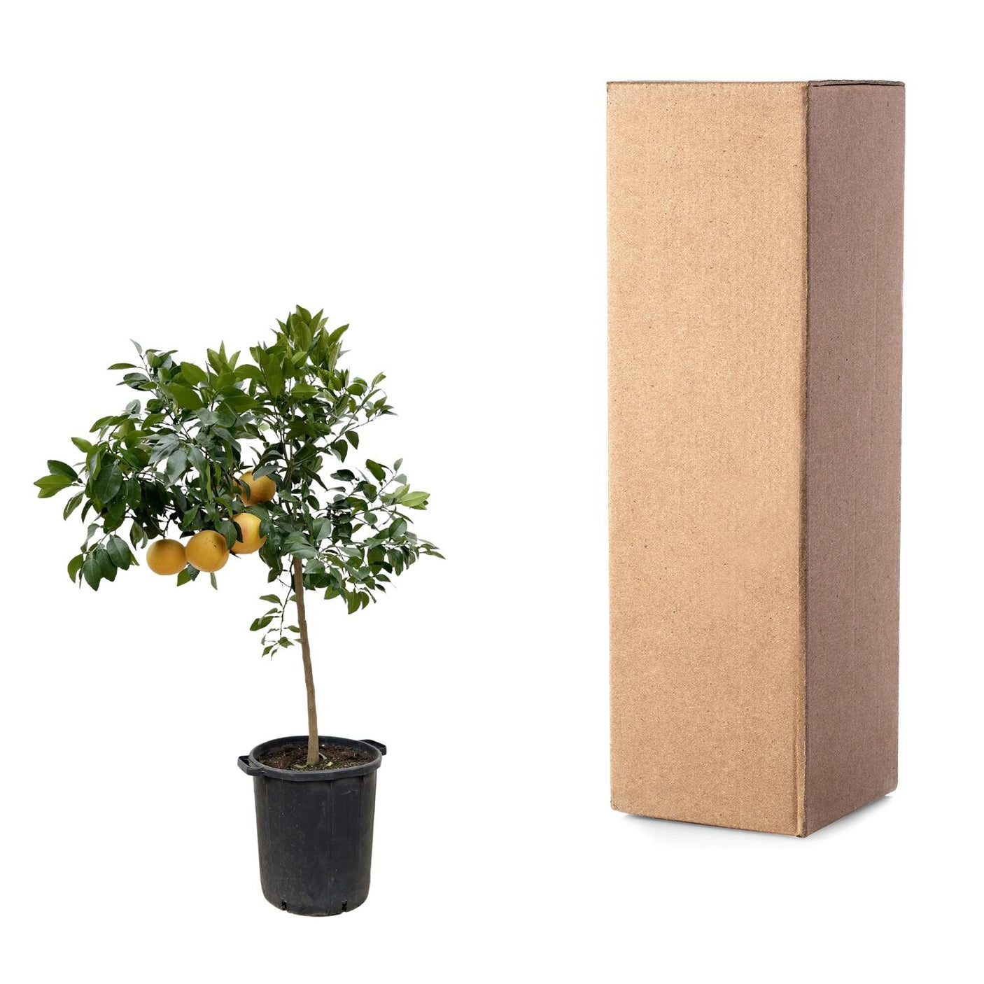 Citrus Pompelmo ↕ 150 cm hoog  ⟷ 40 cm pot