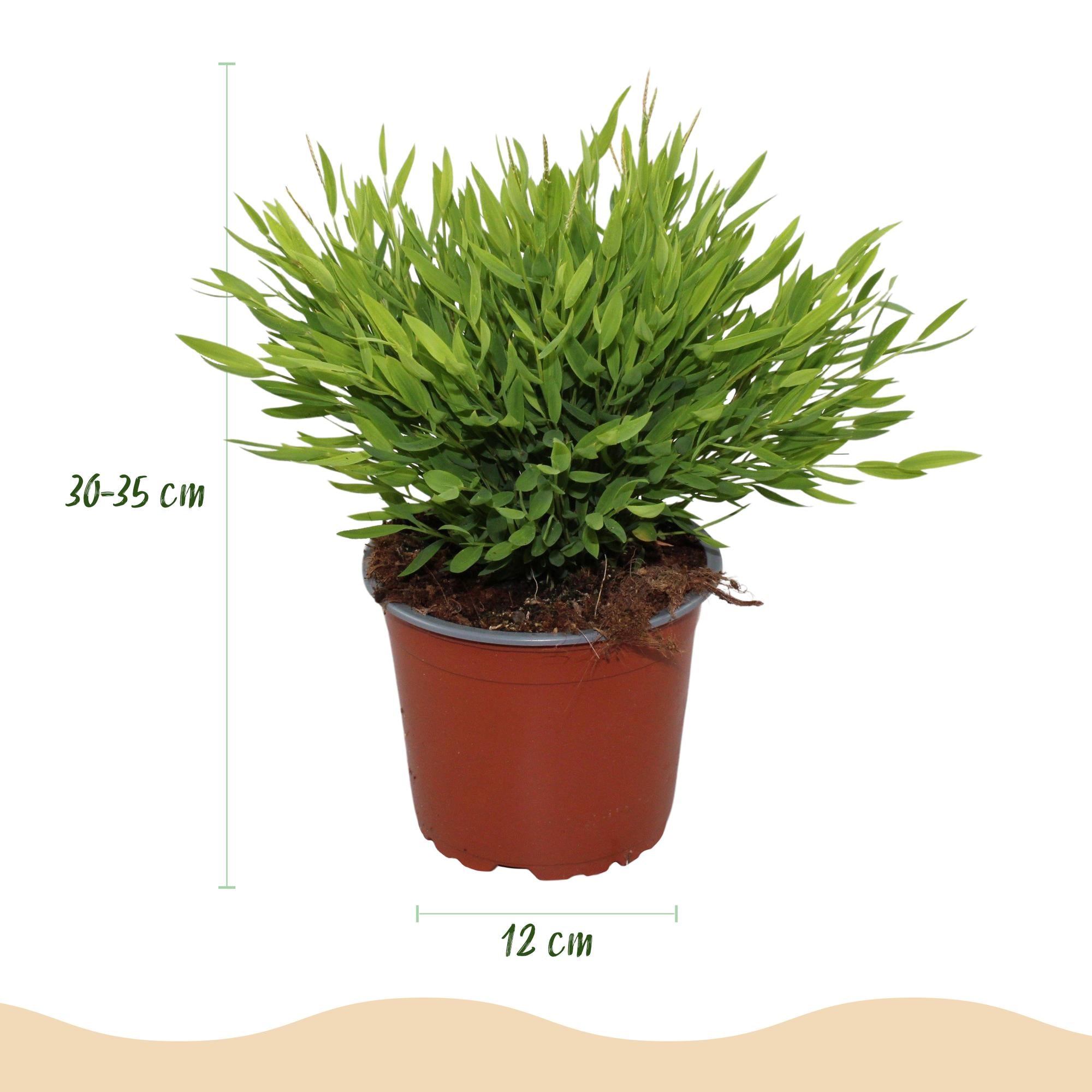 Bamusa Pogonatherum Monica - 4 Pflanzen mit Korb