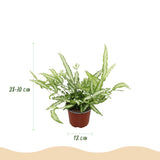 Pteris cretica Albolineata – 4 Pflanzen mit Korb