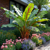Bananen plant - Musa sikkemensis Red Tiger - Winterhard - 6 planten ↕ 40 cm hoog  ⟷ 17 cm pot