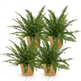 Nephrolepsis Exaltata Green Lady - 4 Plantas con Cesta