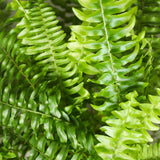 Nephrolepsis exaltata Green Lady - 4 Pflanzen mit Grauem Topf