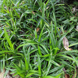 Carex Morrowii Irish Green - 1 planta ↕ 50 cm de alto ⟷ maceta de 17 cm