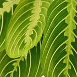 Maranta Fascinator Lemon Lime - 4 Pflanzen mit Korb