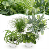Chlorophytum - Cyperus - Phlebodium - Marantha - 4 Planten in Witte pot