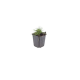 Festuca Gautieri - 60 Pflanzen ↕ 10-25 cm hoch ⟷ 9 cm Topf