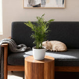 Chamaedorea Elegans - 4 Pflanzen mit weißem Topf