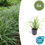 Carex Morrowii 'Ice Dance' - 6 planten  ↕ 10-25 cm hoog  ⟷ 9 cm pot