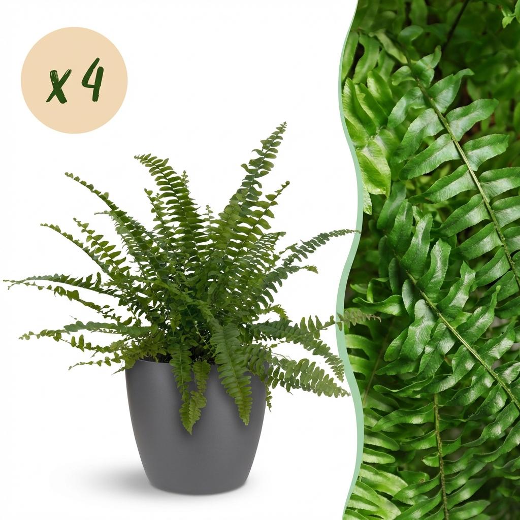 Nephrolepsis exaltata Green Lady - 4 Pflanzen mit Grauem Topf