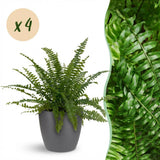 Nephrolepsis exaltata Green Lady - 4 Pflanzen mit Grauem Topf