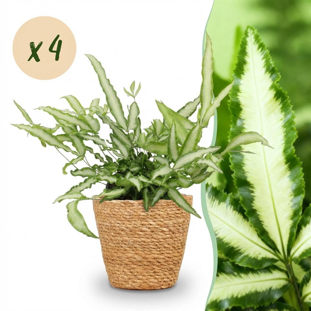 Pteris cretica Albolineata – 4 Pflanzen mit Korb