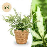 Pteris cretica Albolineata – 4 Pflanzen mit Korb