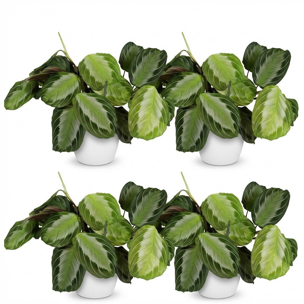 Maranta Fascinator Silverband - 4 Pflanzen mit weißen Töpfen