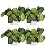 Maranta Fascinator Silverband - 4 Pflanzen mit weißen Töpfen