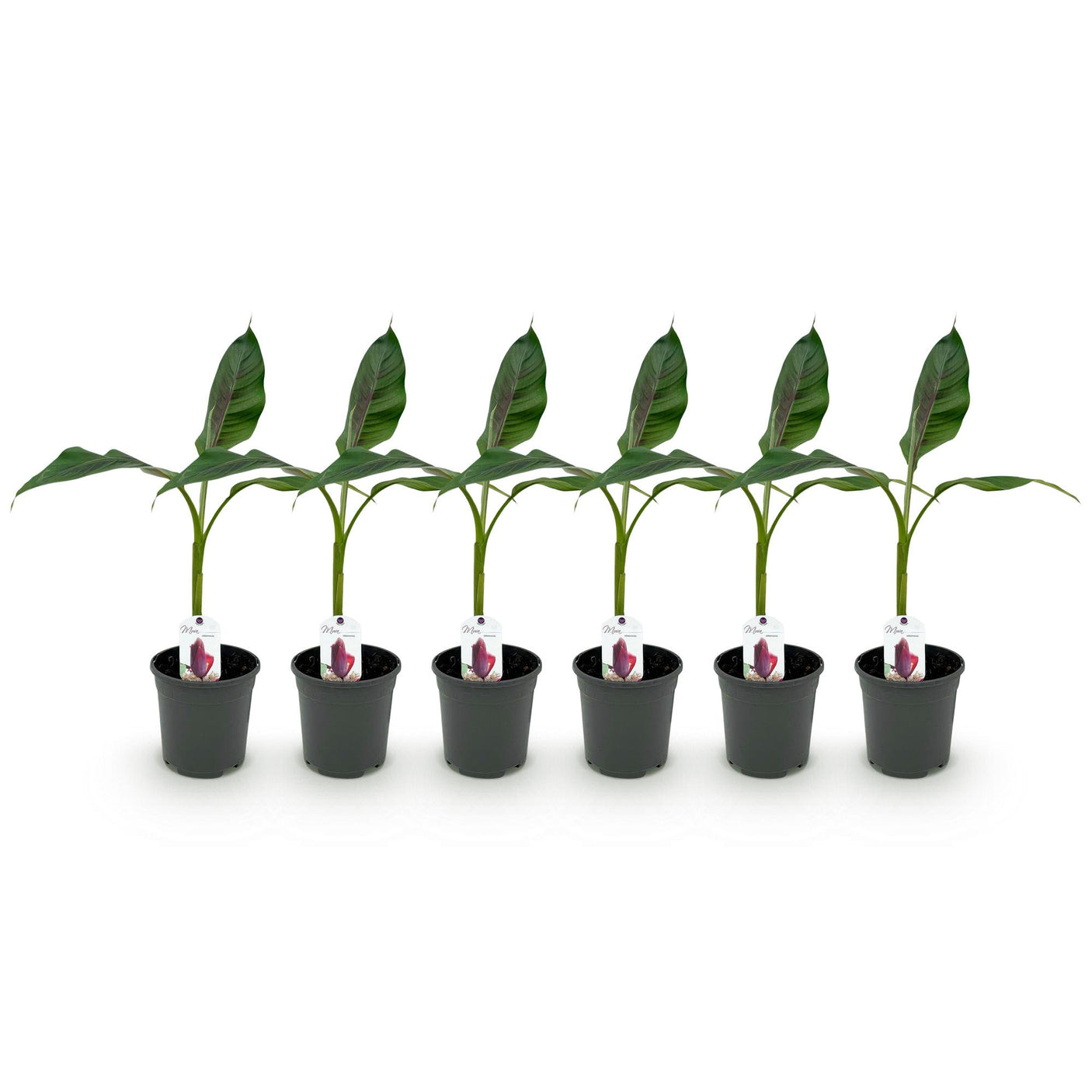 Bananen plant - Musa sikkemensis Red Tiger - Winterhard - 6 planten ↕ 40 cm hoog  ⟷ 17 cm pot
