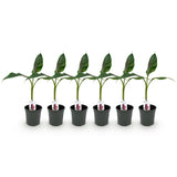 Bananen plant - Musa sikkemensis Red Tiger - Winterhard - 6 planten ↕ 40 cm hoog  ⟷ 17 cm pot