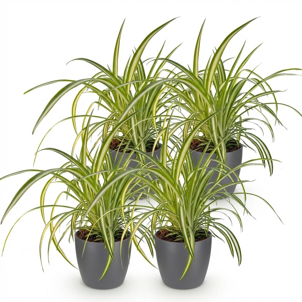 Chlorophytum Comosum Variegatum – 4 Pflanzen mit grauem Topf