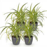 Chlorophytum Comosum Variegatum – 4 Pflanzen mit grauem Topf