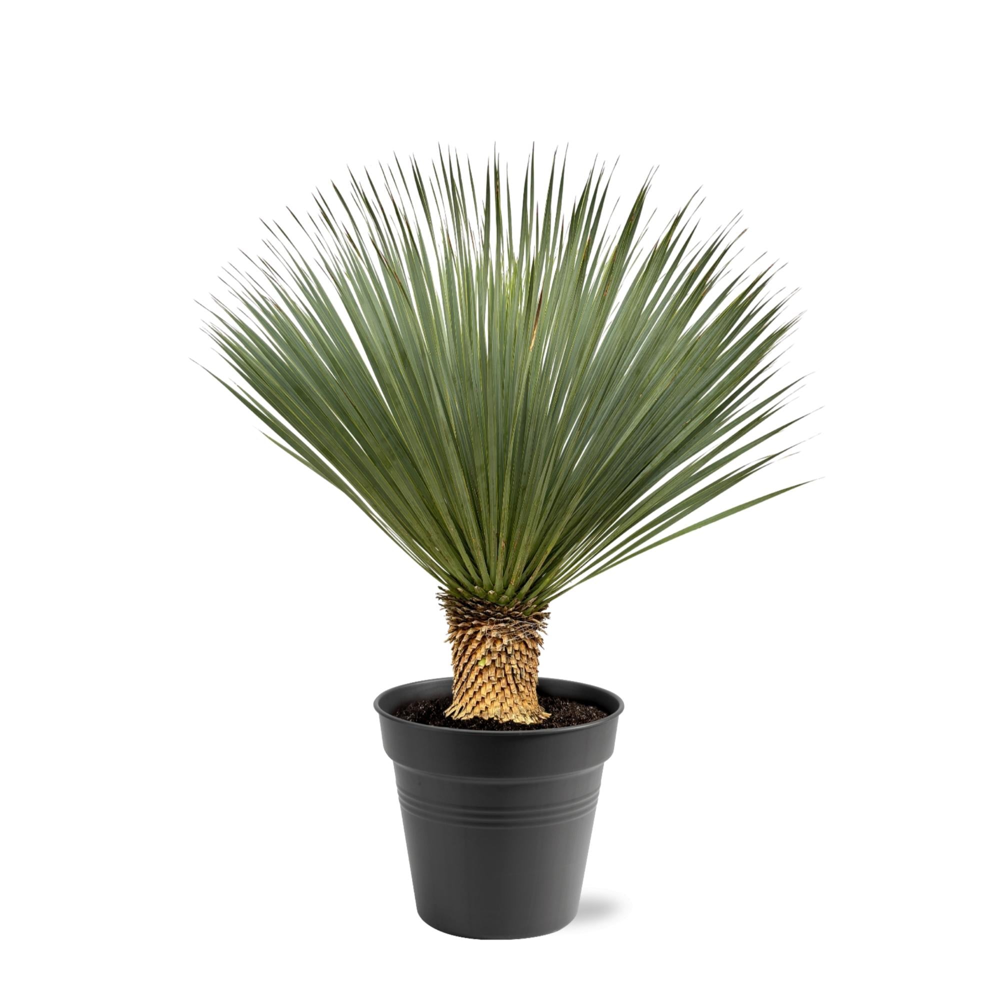 Yucca Rostrata ↕ 100 cm hoch ⟷ 40 cm Topf